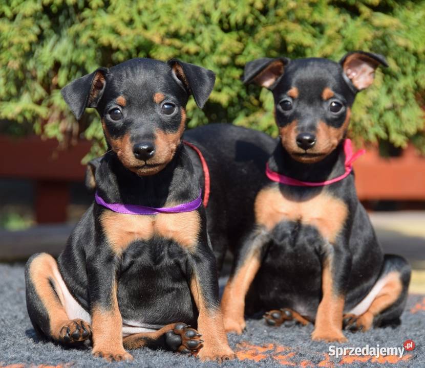 Pinczer miniaturowy szczenięta Zkwp mazowieckie