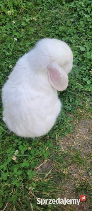 Mini lop wykastrowany legalna hodowla Turek sprzedam