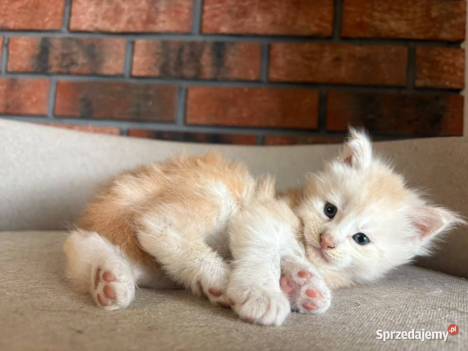 Maine Coon Oskar Szembruk