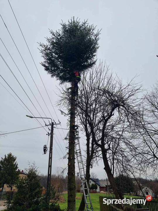 Tuje drzewa krzewy Pozostałe Kraśnik