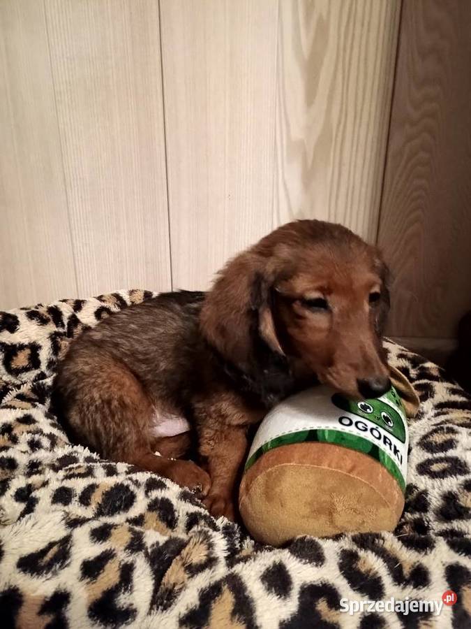 Jamnik długowłosy miniaturowy piesek kujawsko-pomorskie Radziejów sprzedam