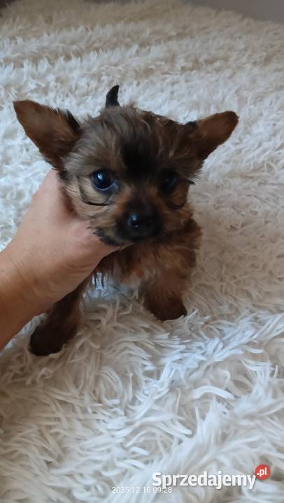 Yorkshire terrier chłopczyk mini Mochała sprzedam