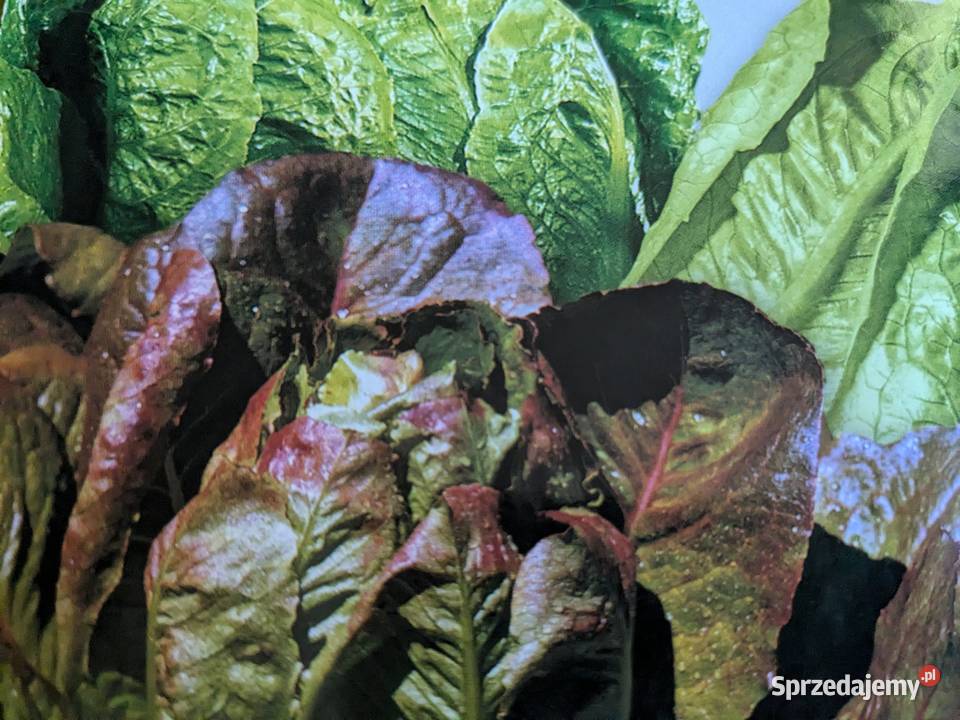 Cykoria pikantna nasiona Kraków