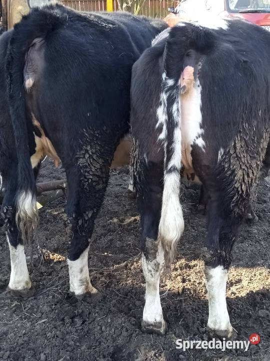 SPRZEDAM JAŁÓWKI NA OCIELENIU Ostrołęka