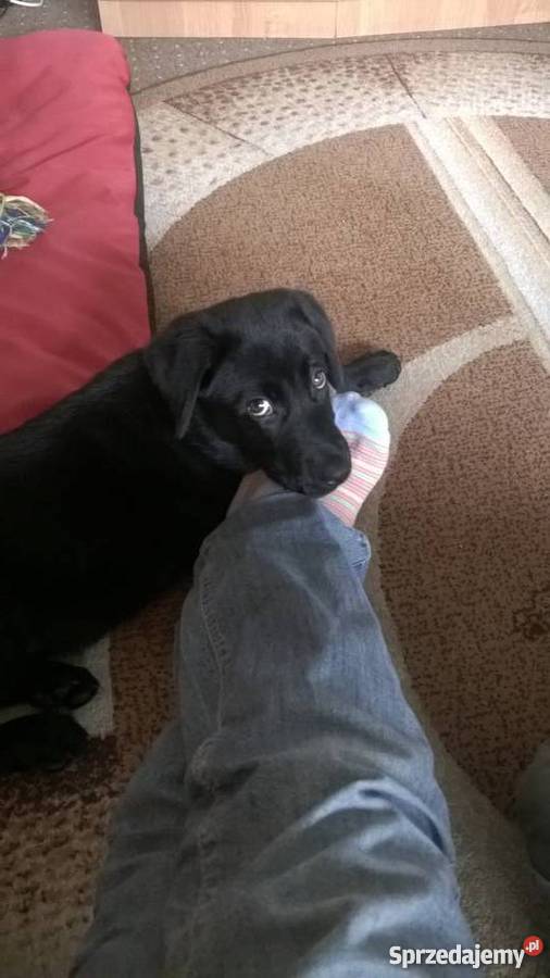 Lablador 4 miesiące czarny piesek Gliwice sprzedam