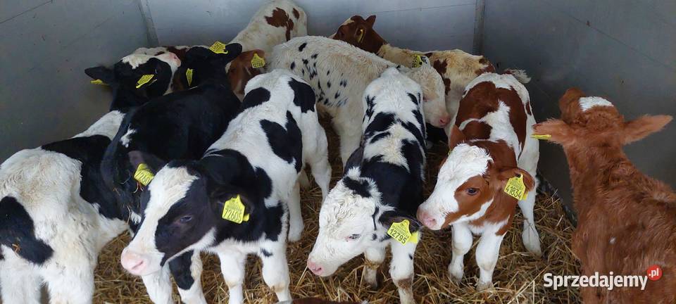 Sprzedaż cieląt Sieradz Radomsko