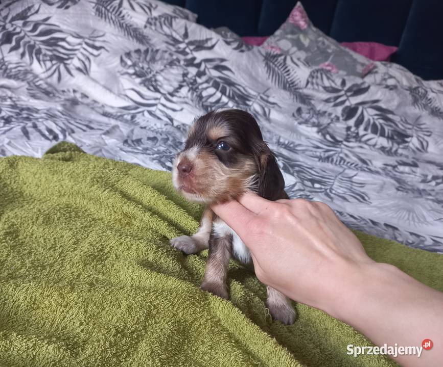 Cocker Spaniel Angielski Piesek Jutrosin sprzedam
