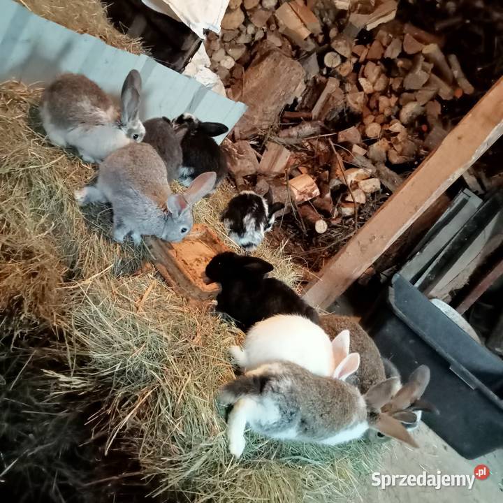 Sprzedam króliki w różnym wieku Trzepnica sprzedam