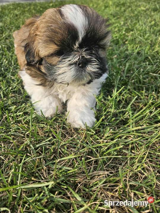 SHIHTZU TRICOLOR Łosice