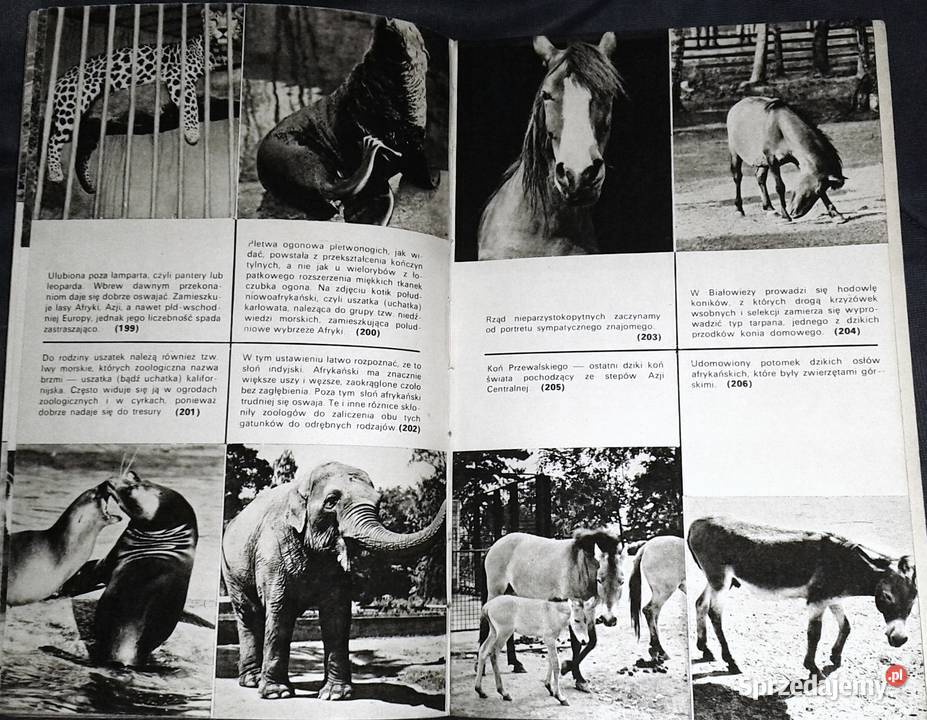 Zwierzęta z rodowodem Zuzanna Stromenger Chełm sprzedam