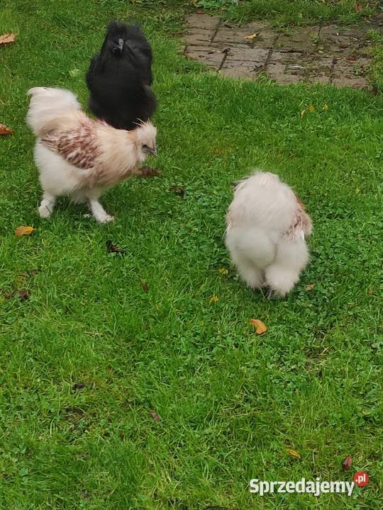 Kogut siłka Dąbrowa Górnicza