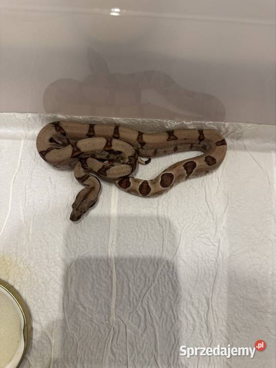 Węże boa imperator