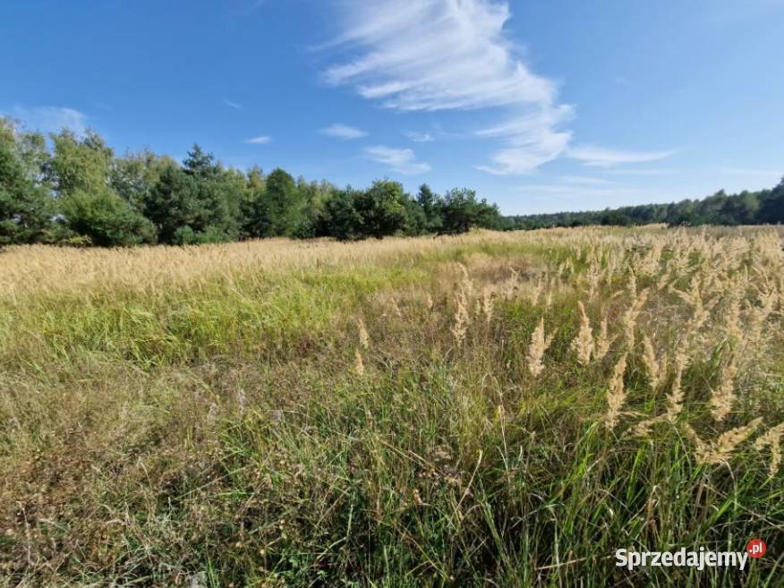 Syndyk sprzeda nieruchomość gruntową Kuny