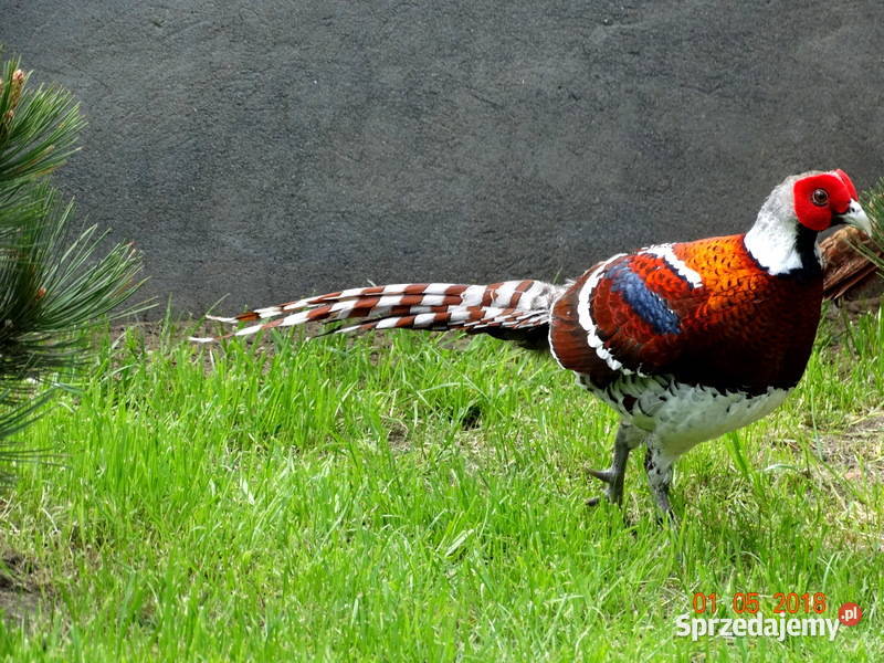 Sprzedam Bażanty Kasztanowe Elioty Bażant z 2025 Gostyń