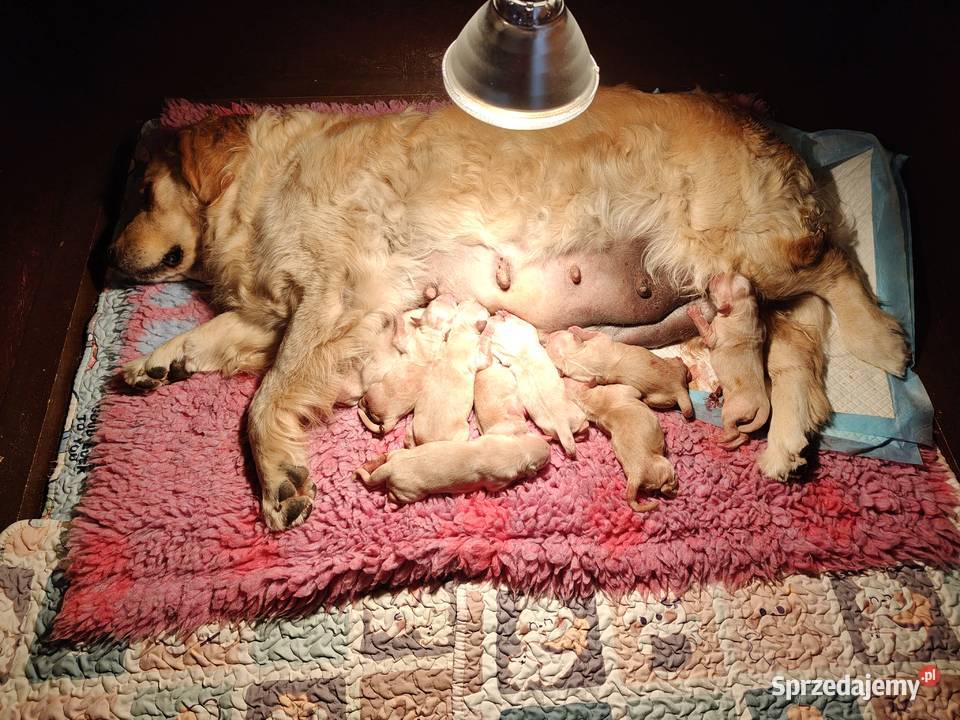 Golden Retriever pieski o suczki złote Tułowice