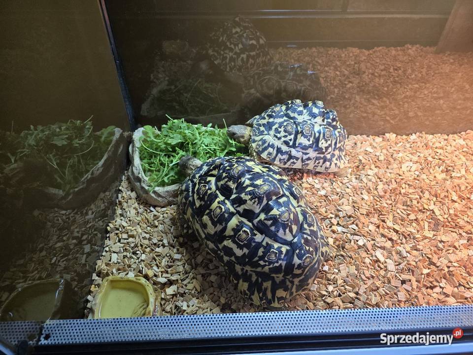 Żółwie lamparcie z terrarium Dywity