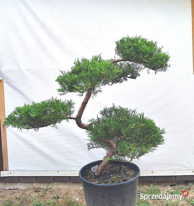Bonsai Niwaki jałowiec Medynia Łańcucka