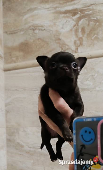 Chihuahau czekoladowy