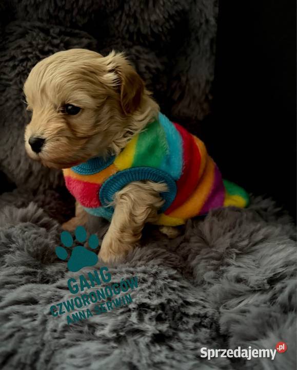 Maltipoo śliczny chłopiec Maltańczyk małopolskie