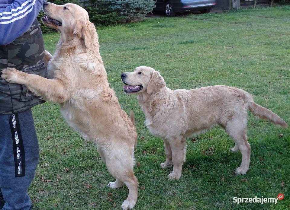 Golden retriever 6 miesięczne Przysucha sprzedam