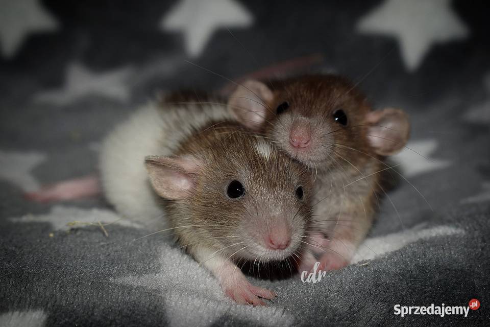 Szczurki szczury szczur dumbo Wrocław sprzedam
