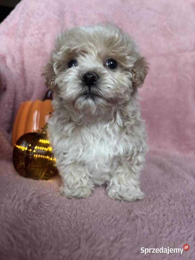 Piesek Maltipoo F1 beżowy Częstochowa