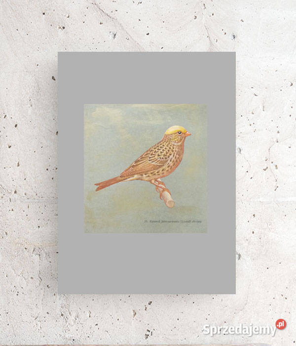 vintage plakat z kanarkiem kanarek obrazek A4 Opole