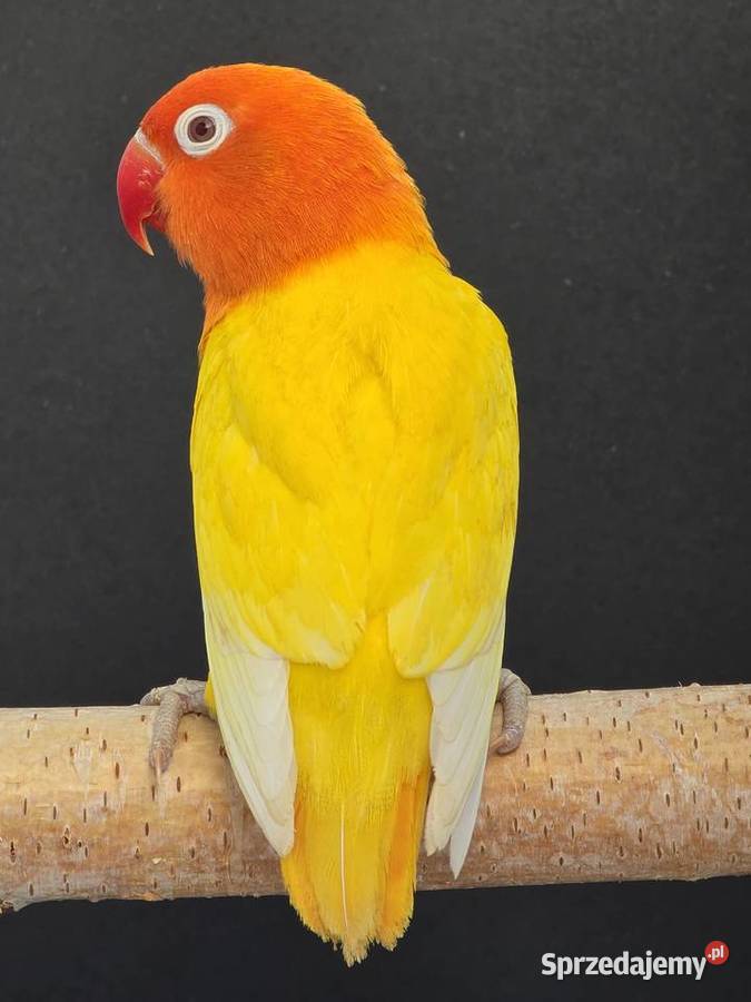 Nierozłączki fischer młode do oswojenia I Kraków