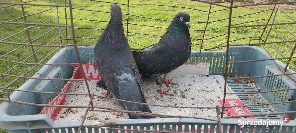Gołębie mikolajewskie Zwierzęta lubelskie Tokarówka