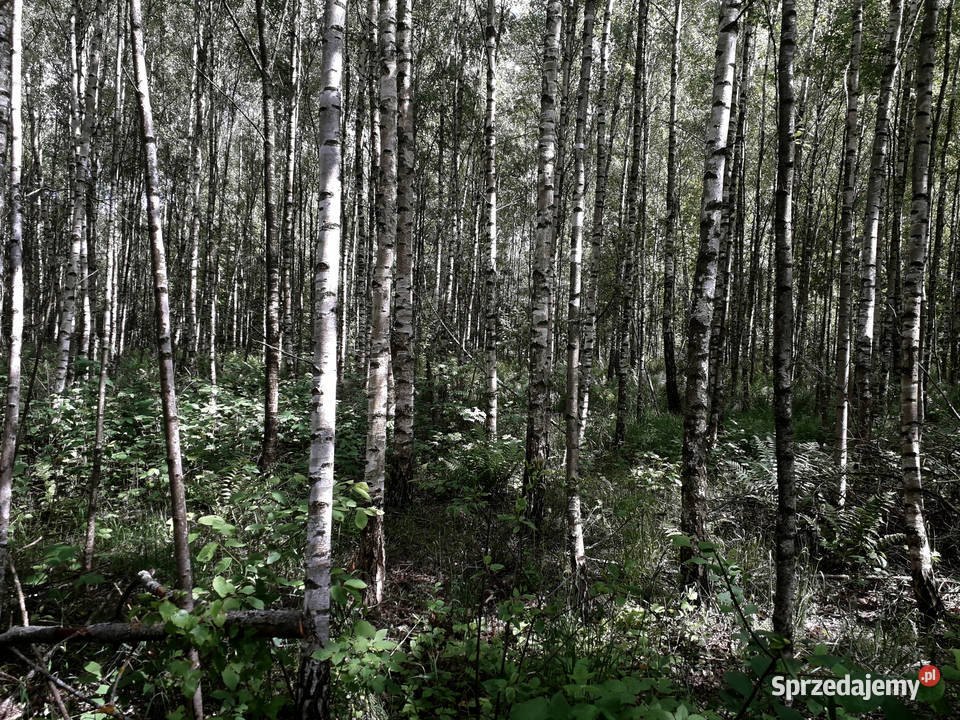 Działka Leśna Las 051 ha Kramkowo