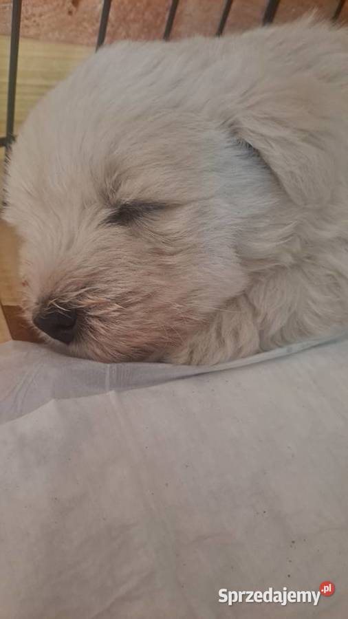 West Highland white terrier West Highland White Terrier