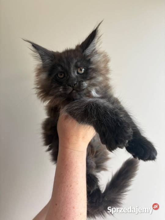 Kotka Maine Coon Nera Szembruk sprzedam
