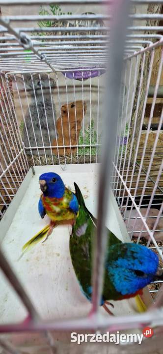 Łąkówki Wspaniałe samce