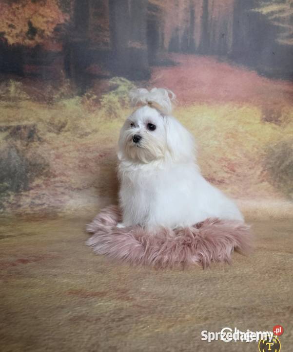 Suczka Maltańczyk z rodowodem FCI sprzedam