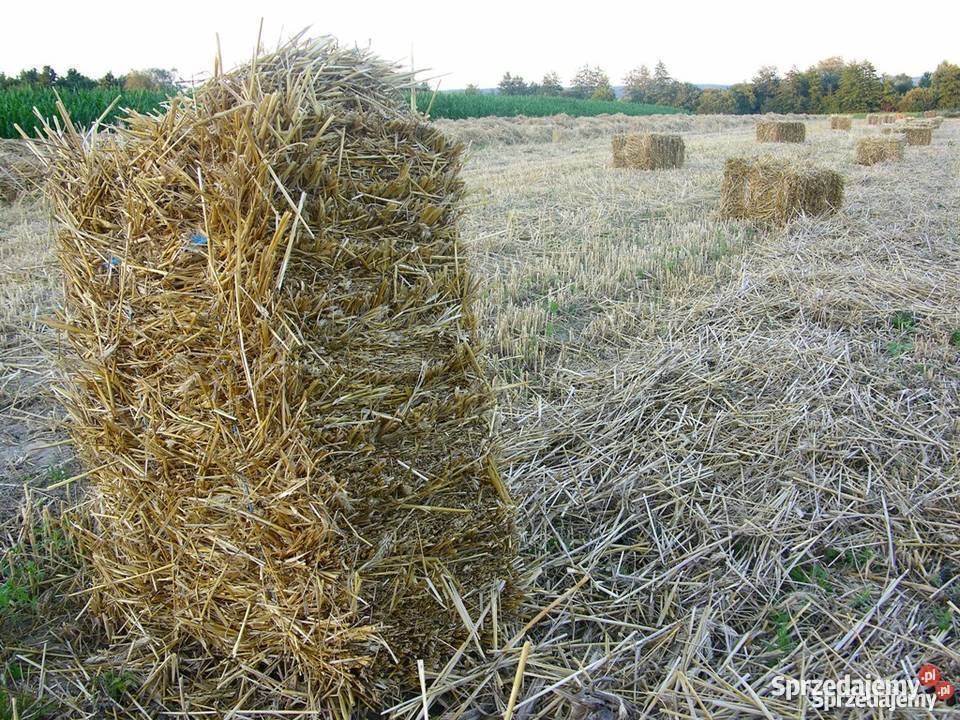 Słoma w kostkach Produkcja roślinna