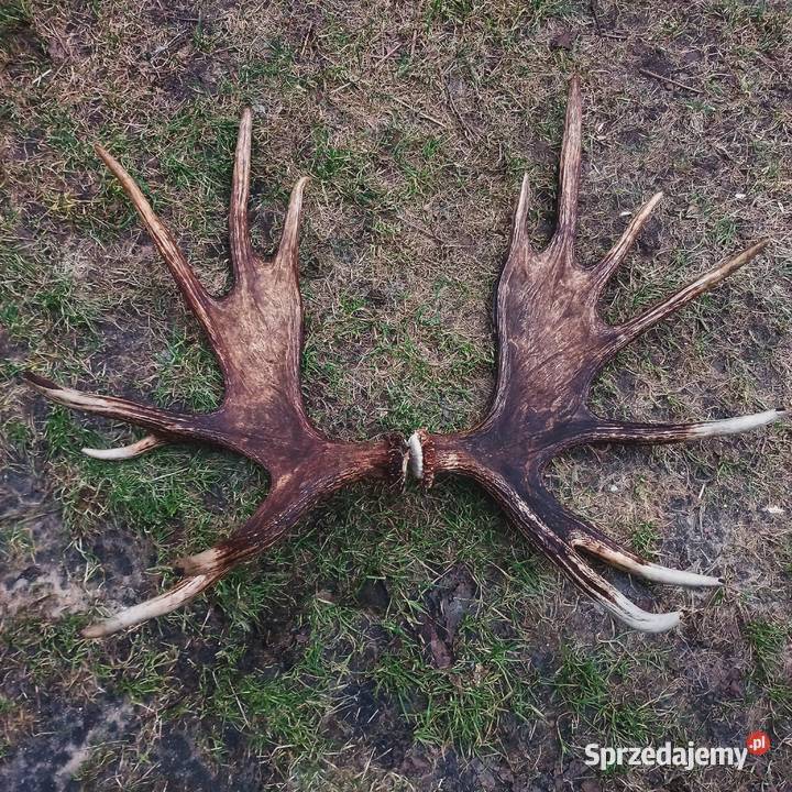 Zrzut Łosia Radziłów