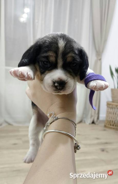 szczeniak pies Beagle rodowód podlaskie Bielsk Podlaski