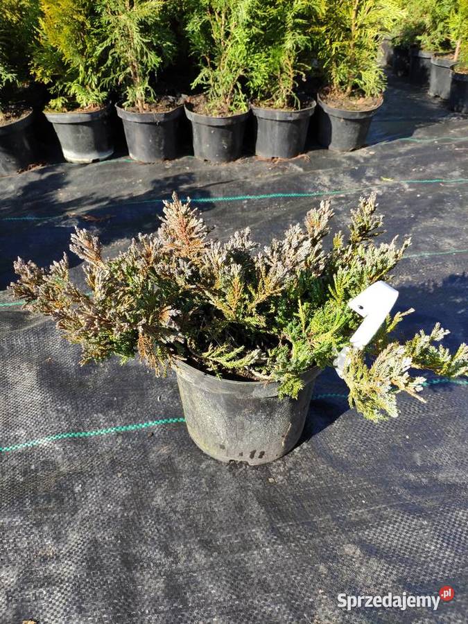TUJA SZMARAGD 2570 PROMOCJA Thuja Smaragd Nowa Jabłona