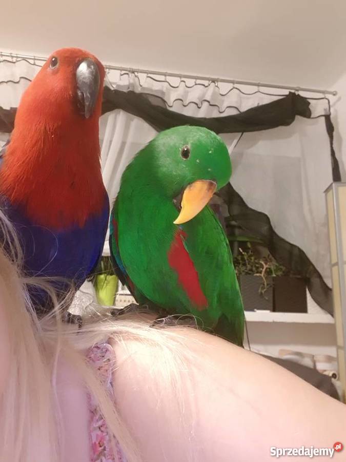 Lora wielka para lubuskie