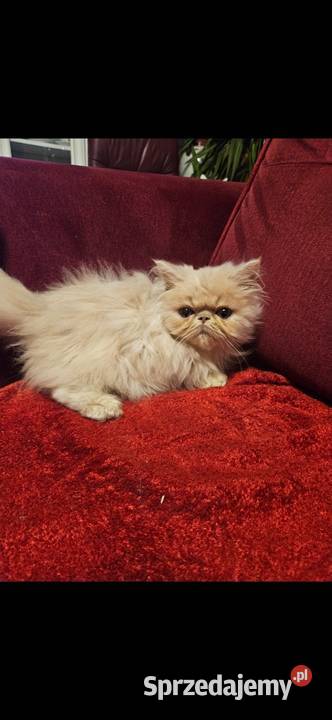 Śliczne kocurki Perskie Koty Perskie podkarpackie