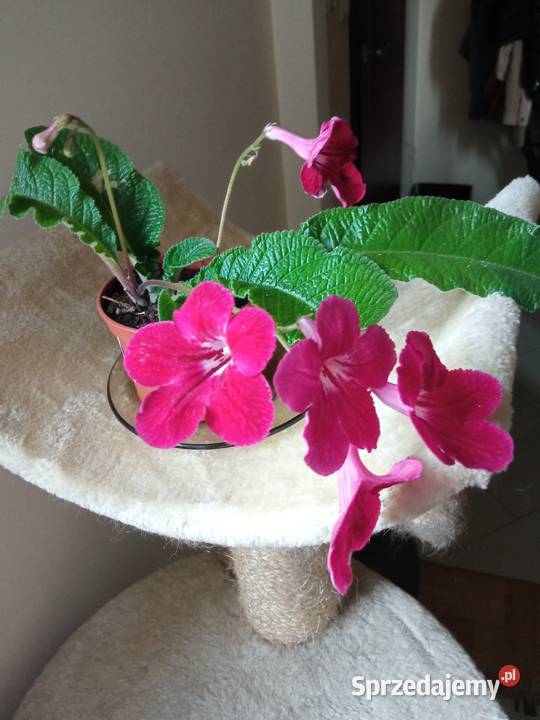 Trzykrotki i inne kwiatki podlaskie Białystok