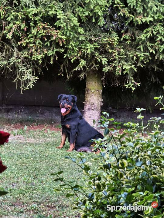 Rottweiler Szczenięta z Rodowodem Rottweiler mazowieckie Iłża