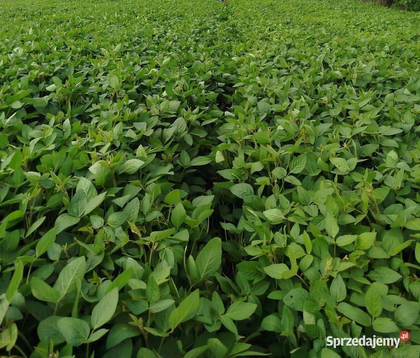 Soja zbiór 2025 idealna kur większą nośność