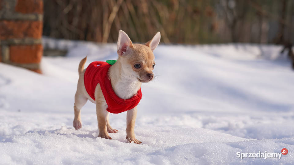 PIESEK rodowód FCI Wwy Duży Dół