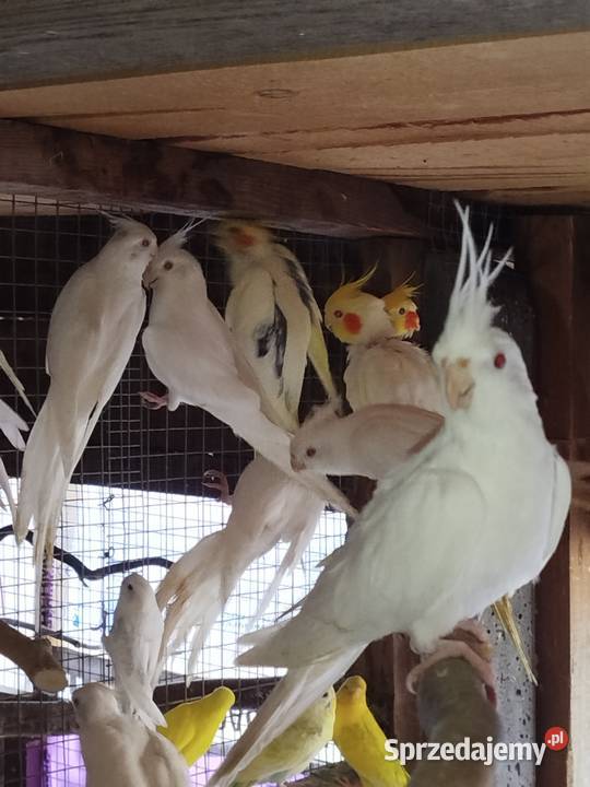 Sprzedam Nimfy Faliste Bukowiec