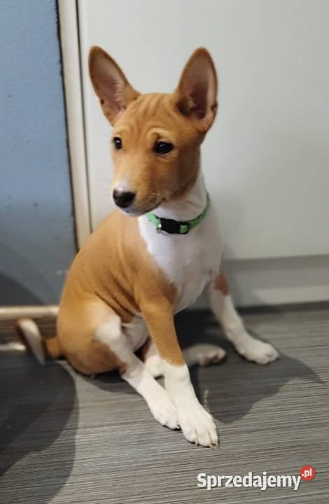 Szczenię Basenji