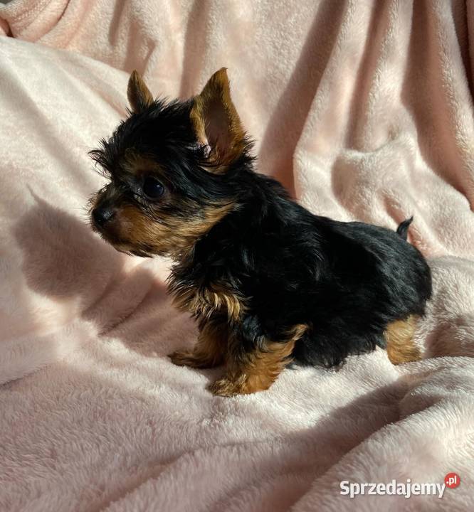 Alutka i siostry Yorkshire Terrier czekają na Oława