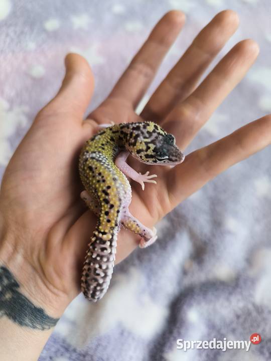 Eublefar lamparci Gdańsk