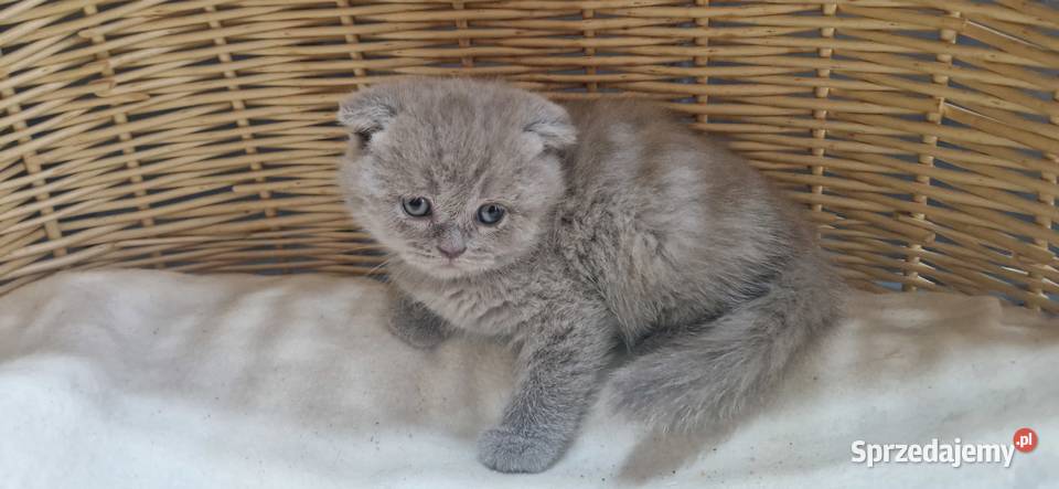 Kocurek Szkocki liliowy zwisłouchy Katowice