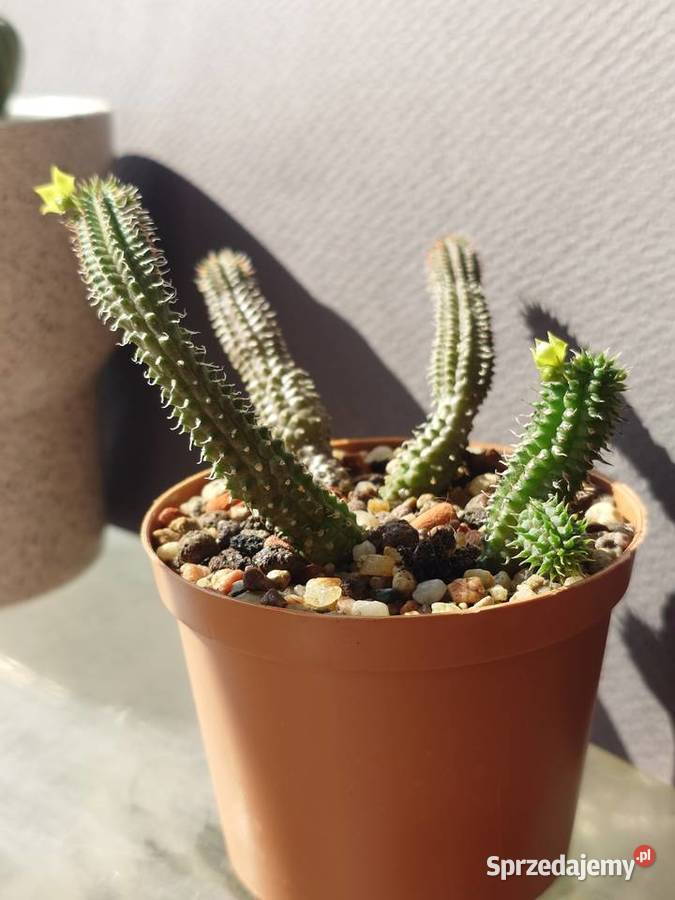 Echidnopsis chrysantha sukulent miniatura mazowieckie Warszawa